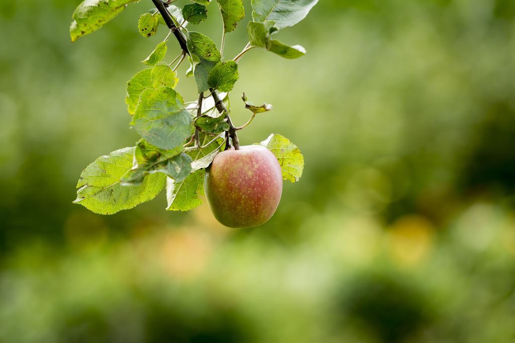 Liefkeshoek Cuijk Zewnętrze zdjęcie